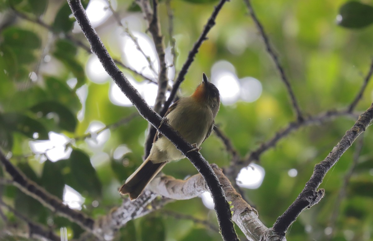 Calabarzon Babbler - ML639079237