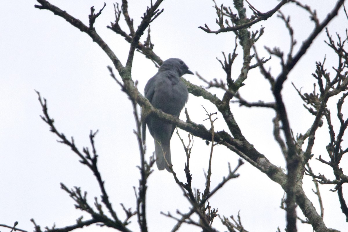 Gray Cuckooshrike - ML639079273