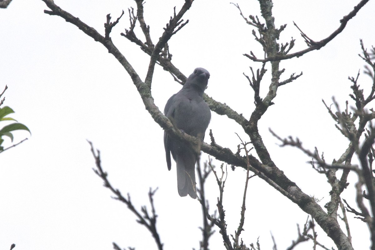 Gray Cuckooshrike - ML639079274