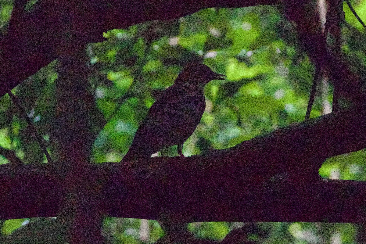 Spotted Ground-Thrush (Spotted) - ML639079277