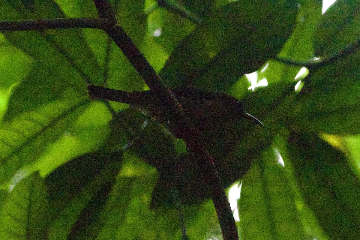 Olive Sunbird - ML639079281