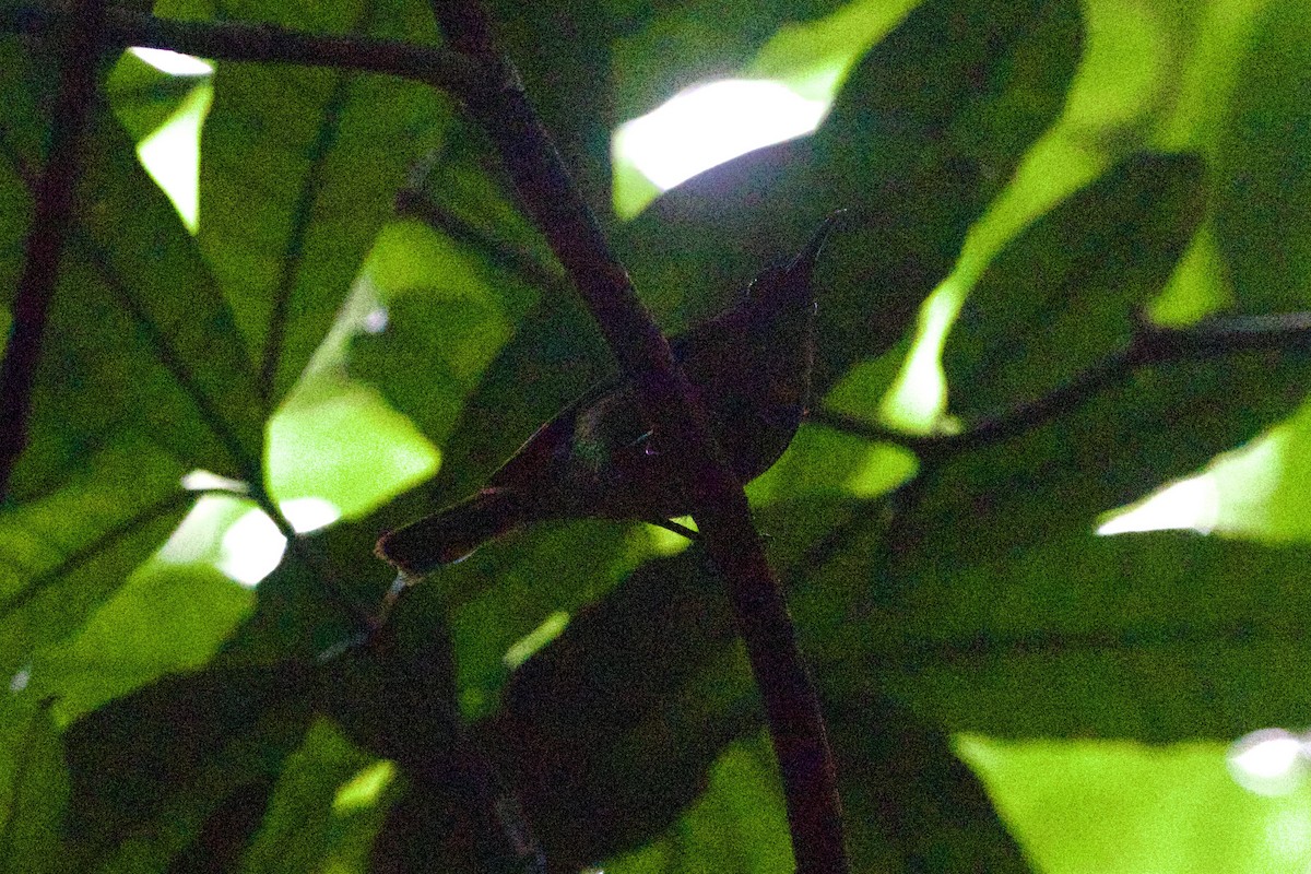 Olive Sunbird - ML639079282