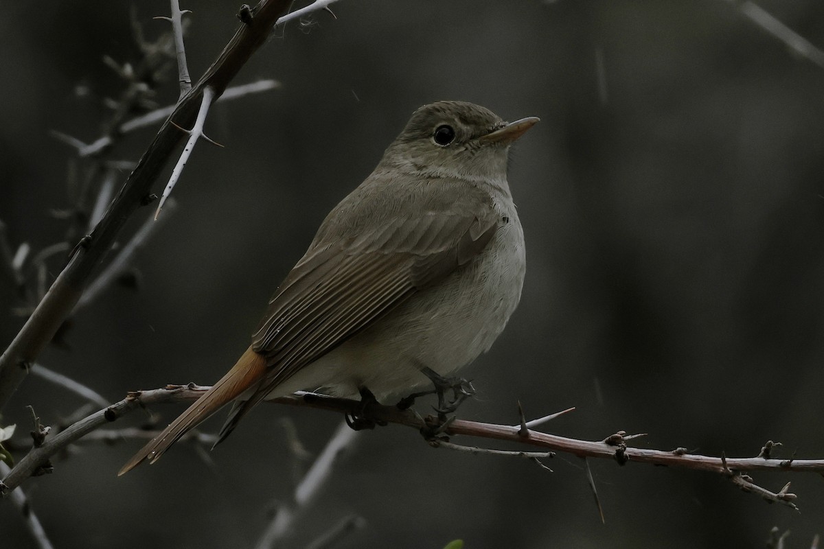 Rusty-tailed Flycatcher - ML639079317