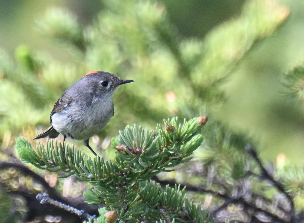 Ruby-crowned Kinglet - ML639079355