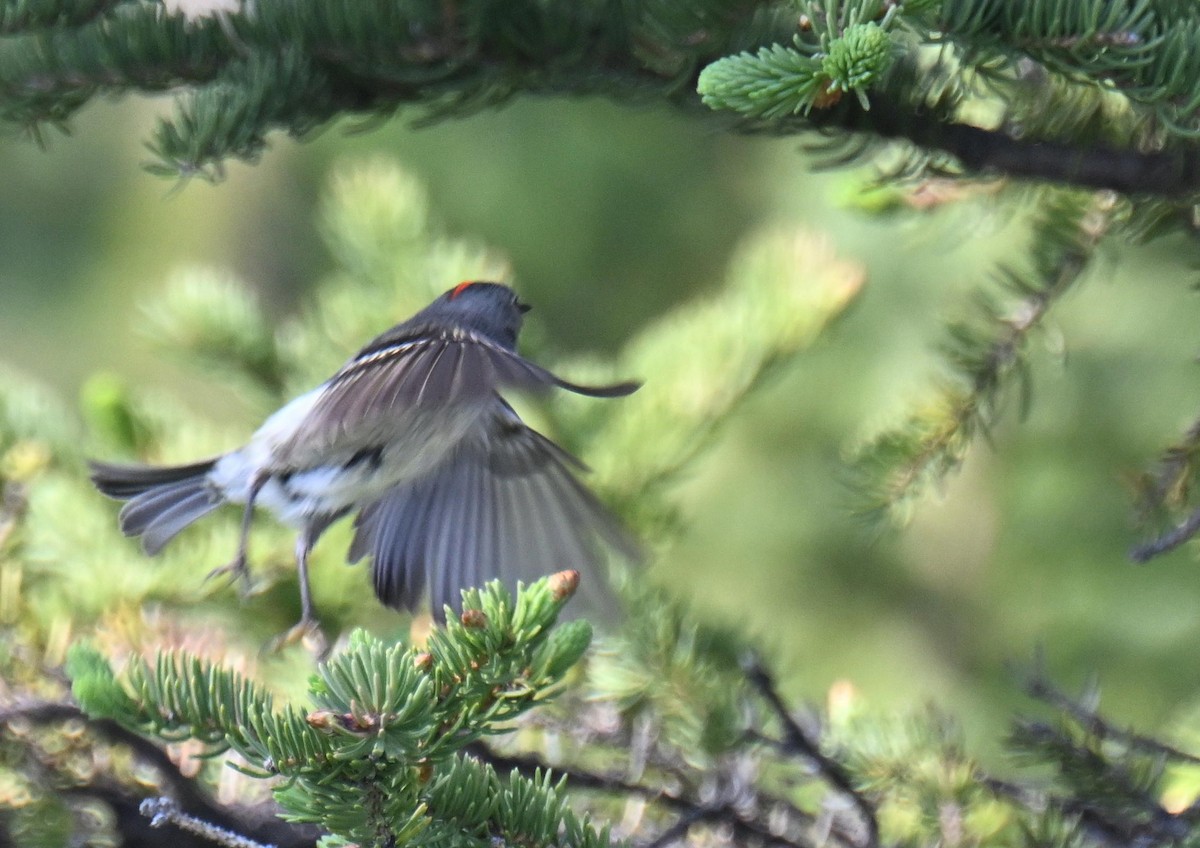 Ruby-crowned Kinglet - ML639079356