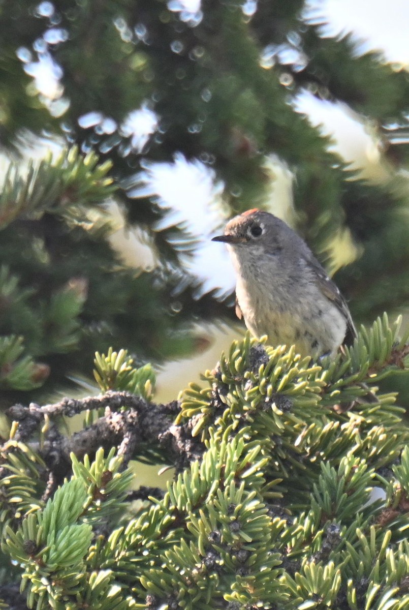 Ruby-crowned Kinglet - ML639079357