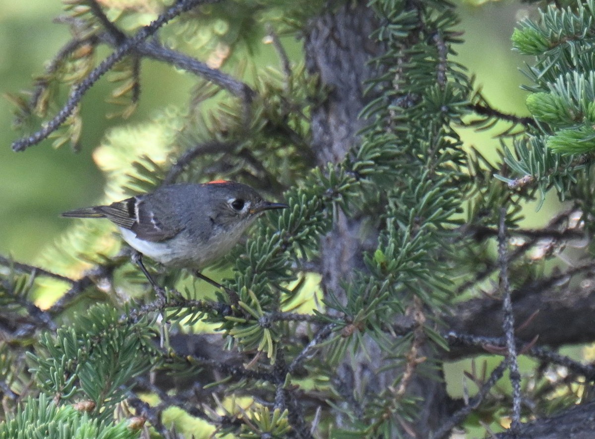 Ruby-crowned Kinglet - ML639079358