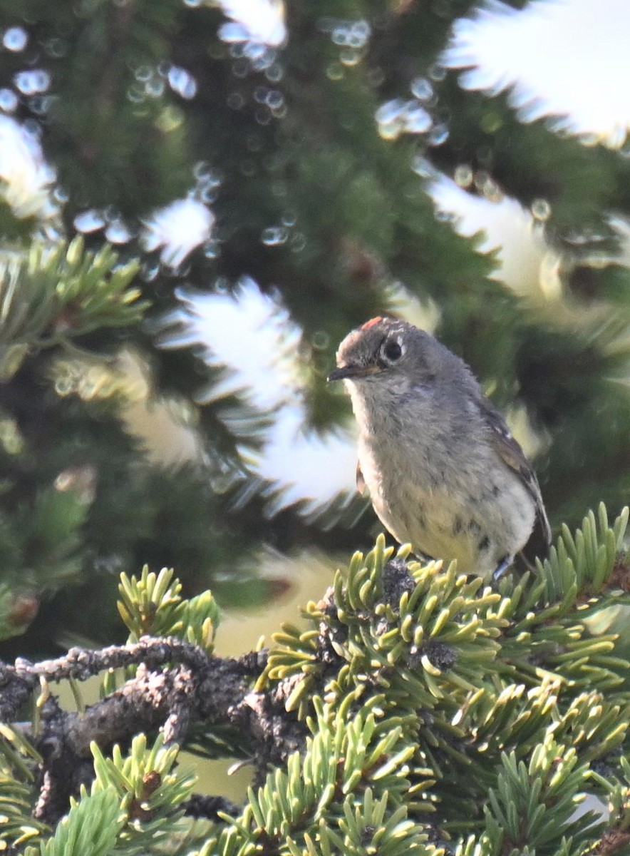 Ruby-crowned Kinglet - ML639079360