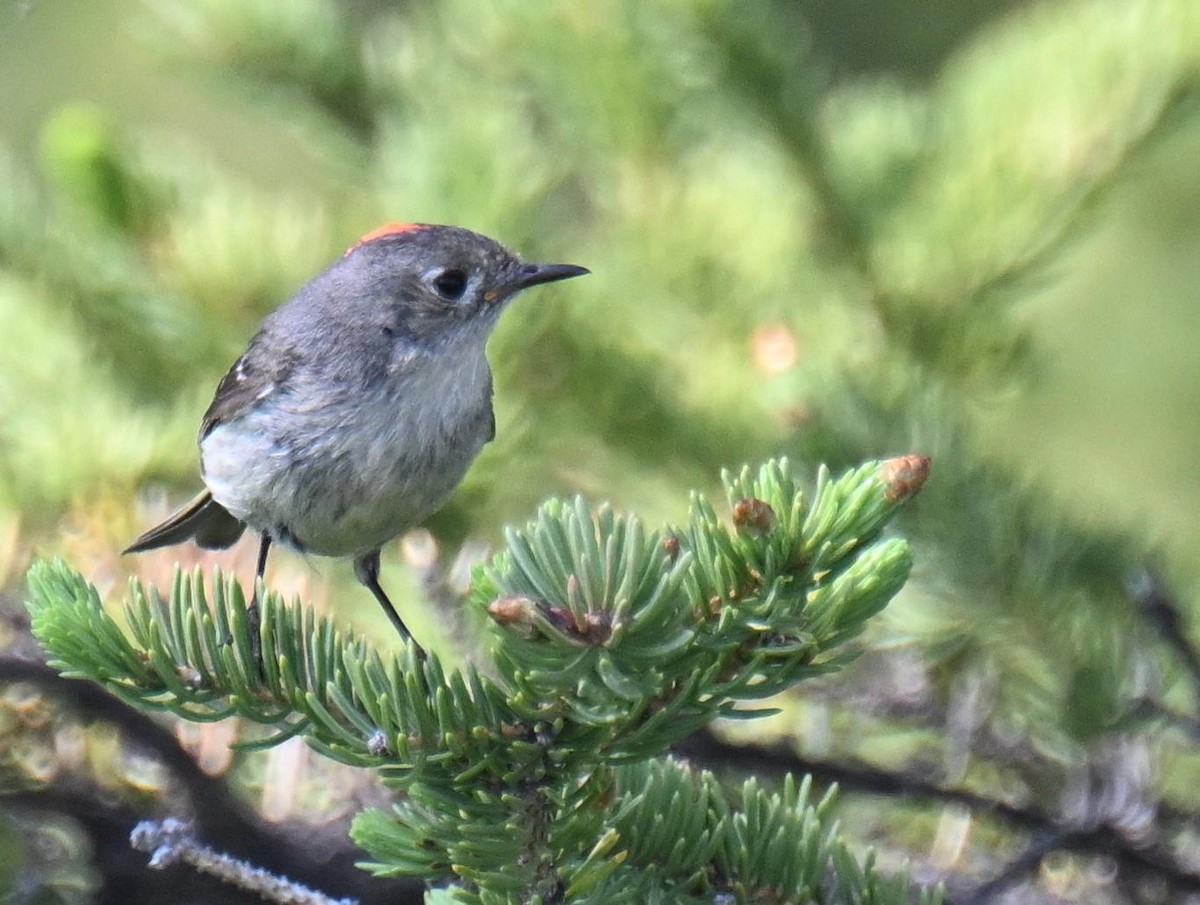 Ruby-crowned Kinglet - ML639079361