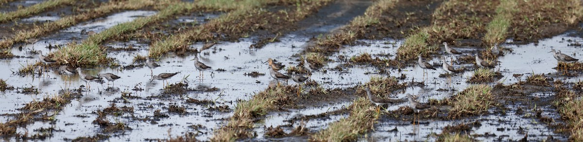 Short-billed Dowitcher - ML639079389
