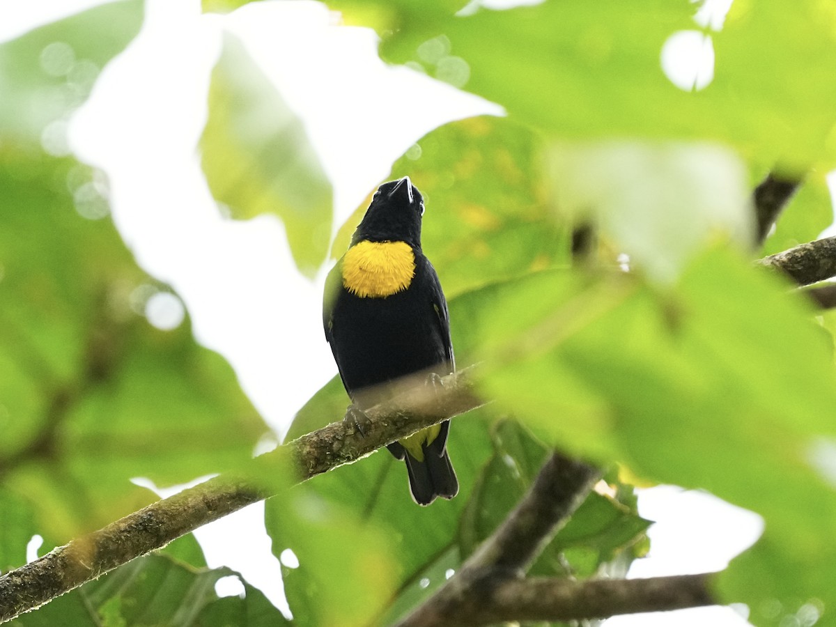 Golden-chested Tanager - ML639079442