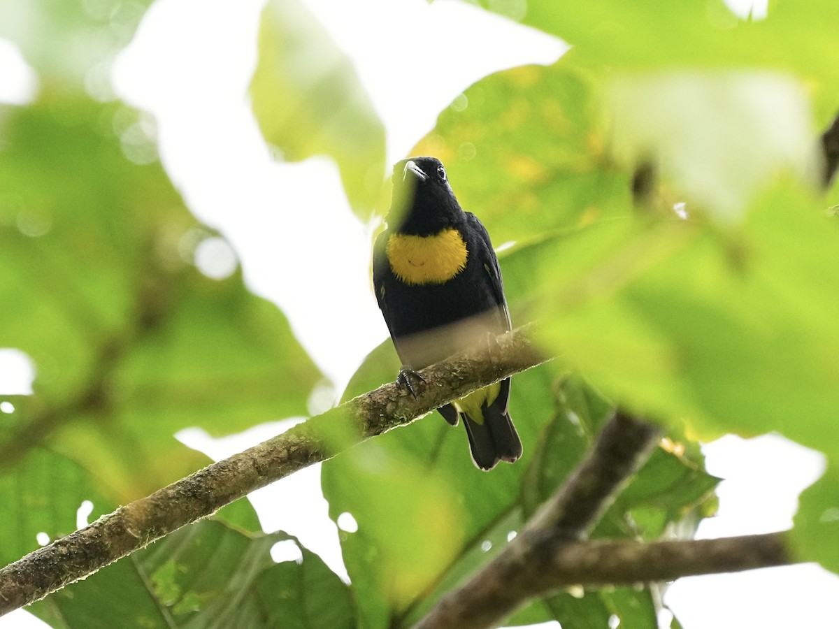 Golden-chested Tanager - ML639079443