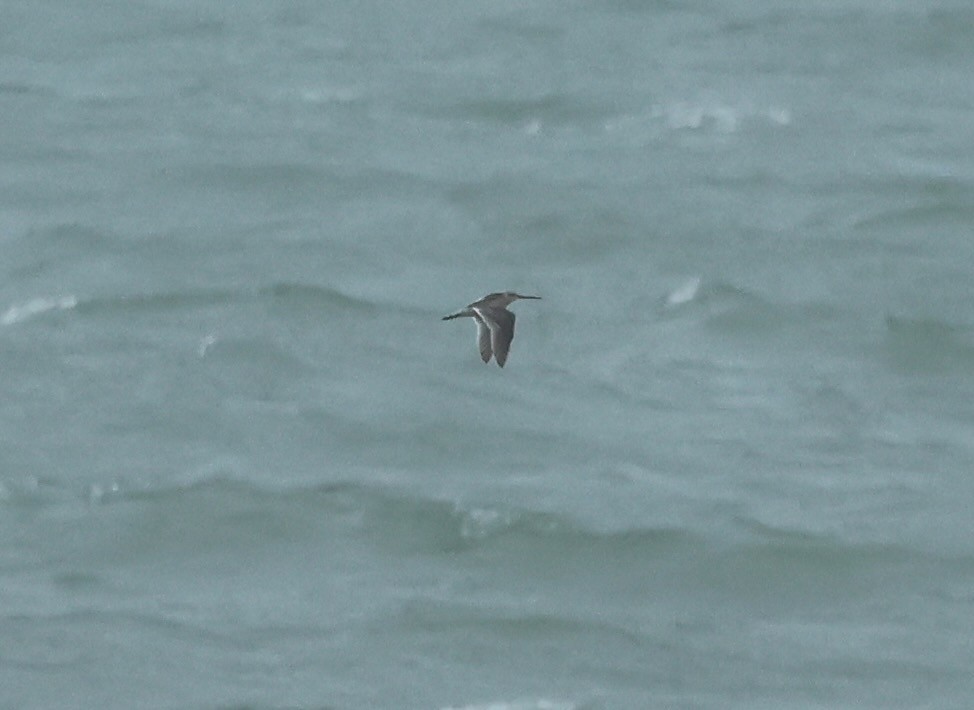Short-billed Dowitcher - ML639079490