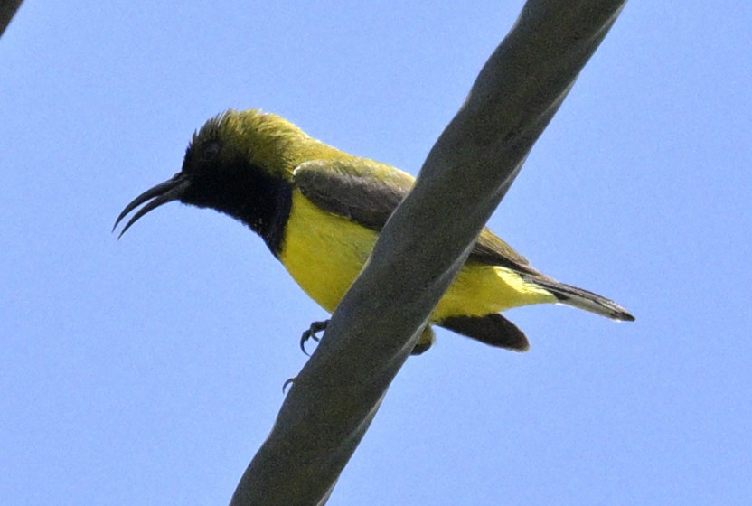 黃腹花蜜鳥 - ML639079503