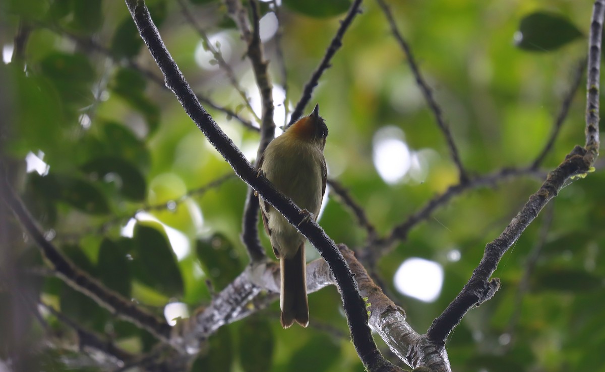 Calabarzon Babbler - ML639079504