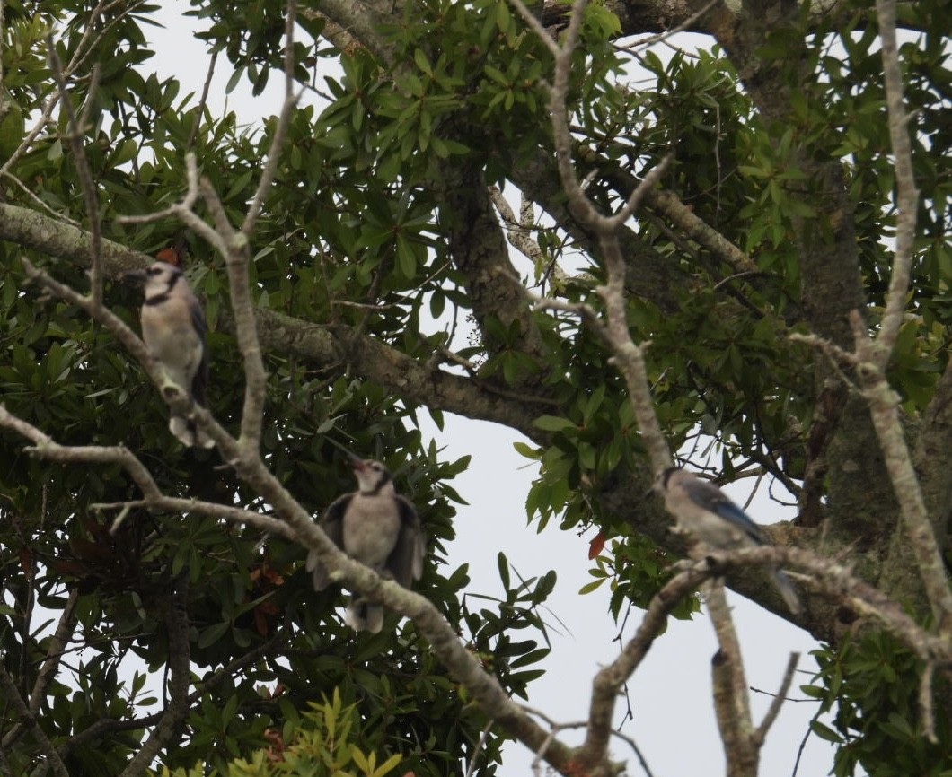 Blue Jay - ML639079534