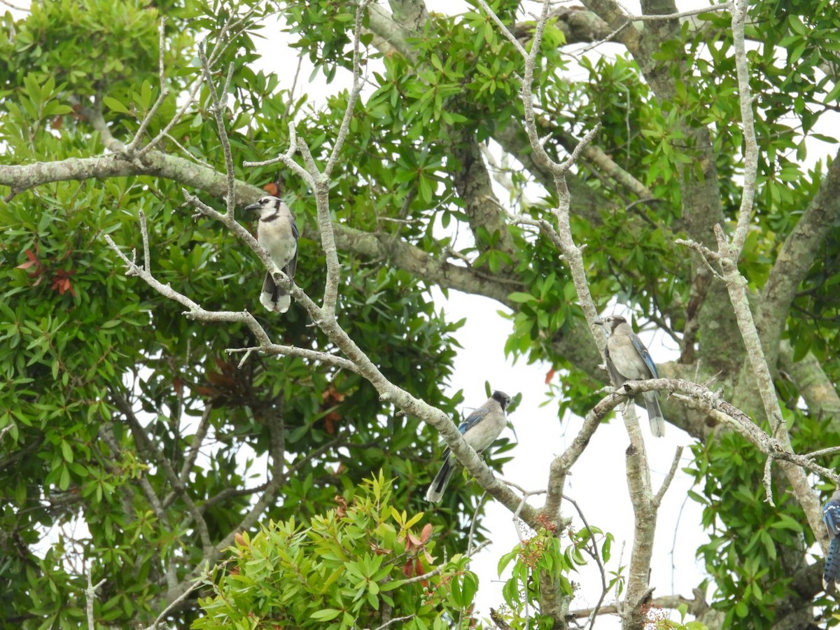 Blue Jay - ML639079535