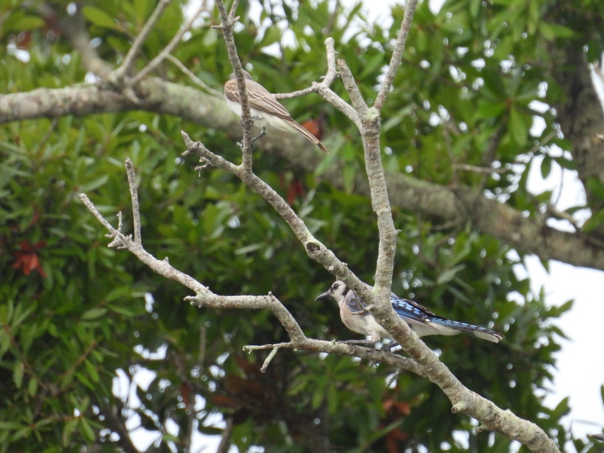 Blue Jay - ML639079536