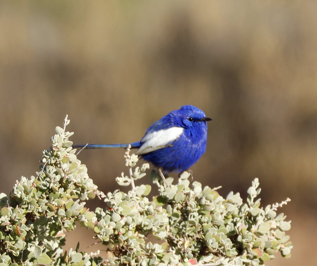 White-winged Fairywren - ML639079568