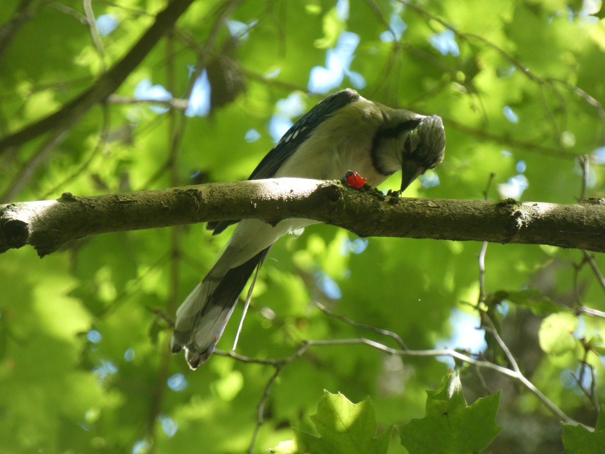 Blue Jay - ML639079569