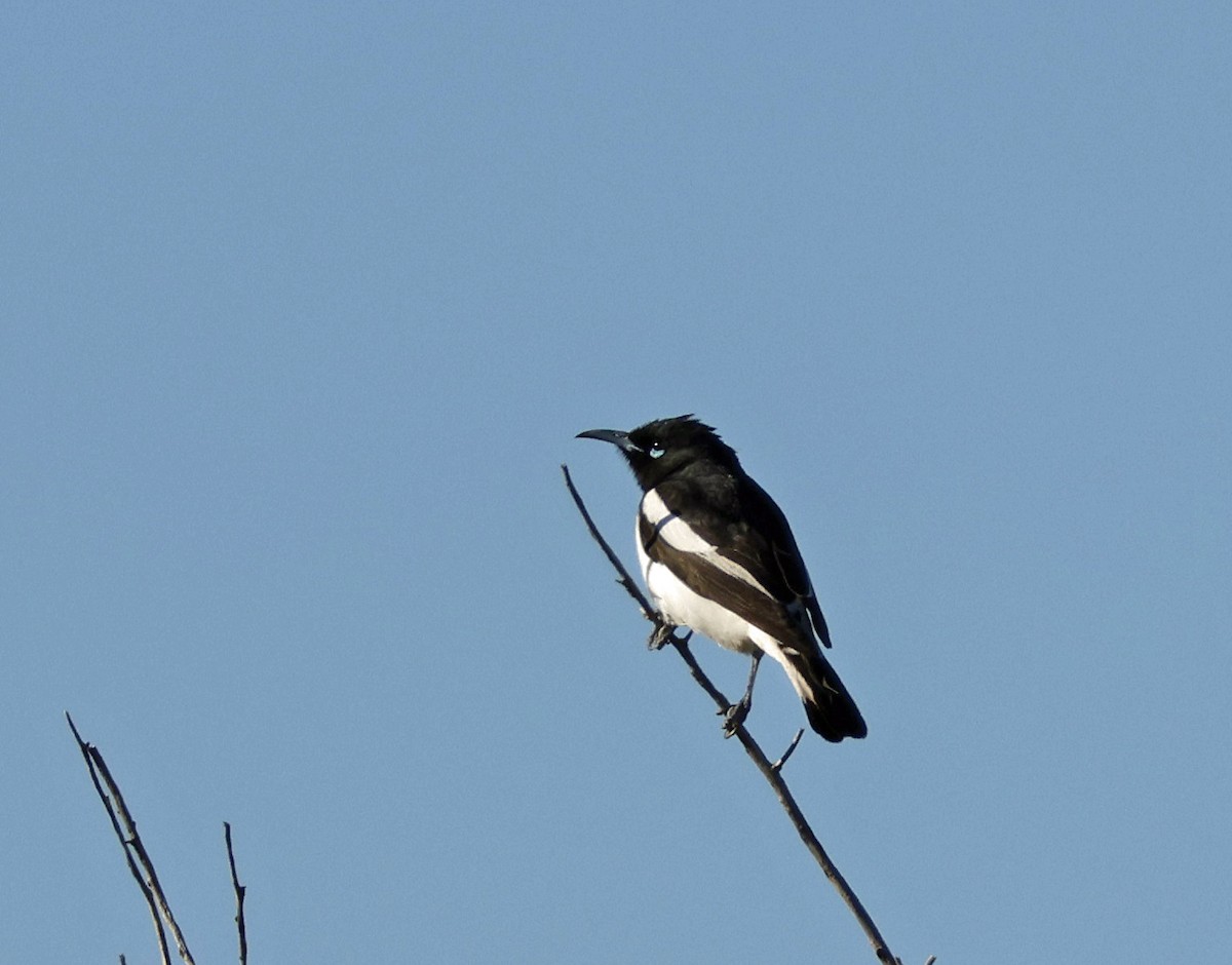 Pied Honeyeater - ML639079571