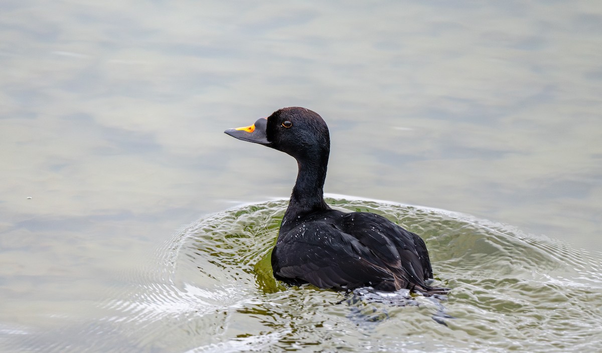 Common Scoter - ML639079573