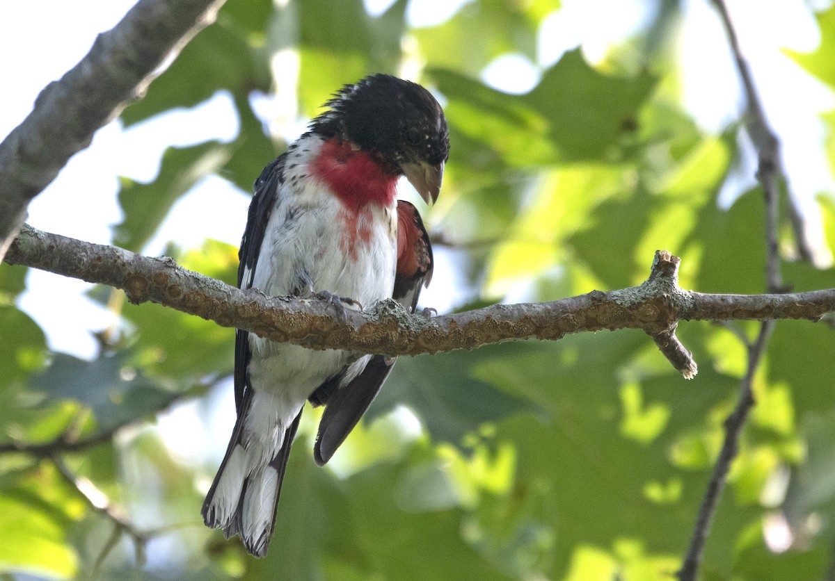 Rose-breasted Grosbeak - ML639079574