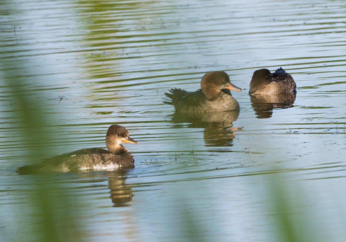 Hooded Merganser - ML639079576