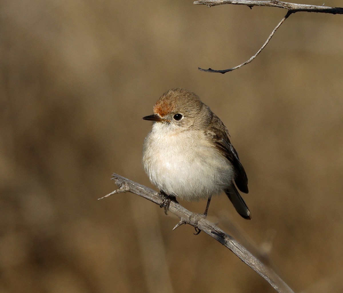 Red-capped Robin - ML639079583