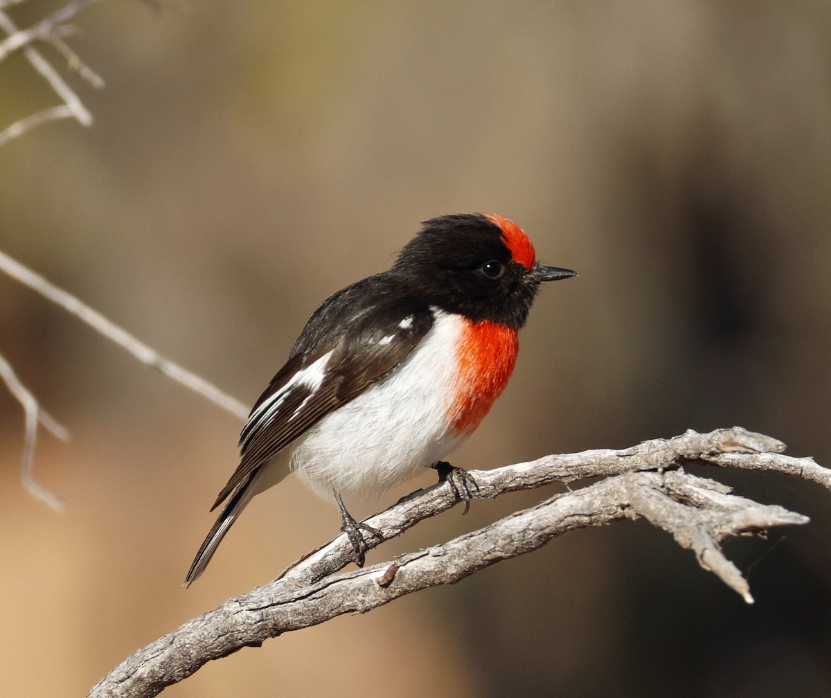 Red-capped Robin - ML639079584