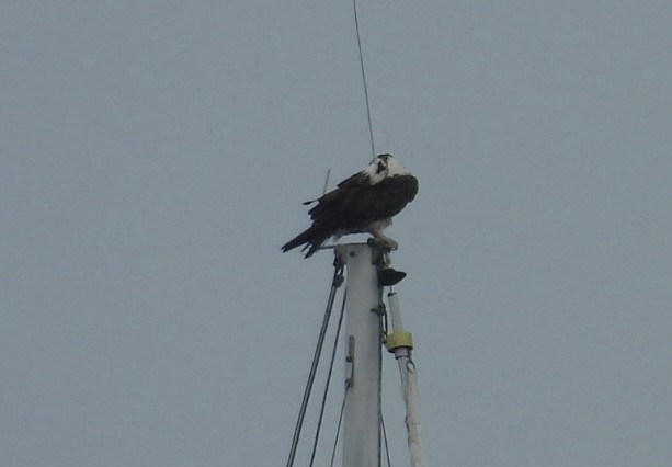 Osprey - ML639079585
