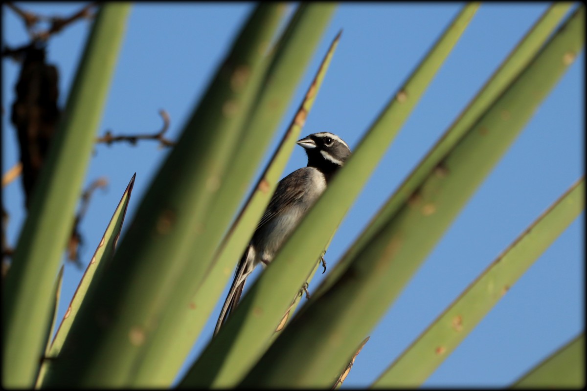 Black-throated Sparrow - ML639079586