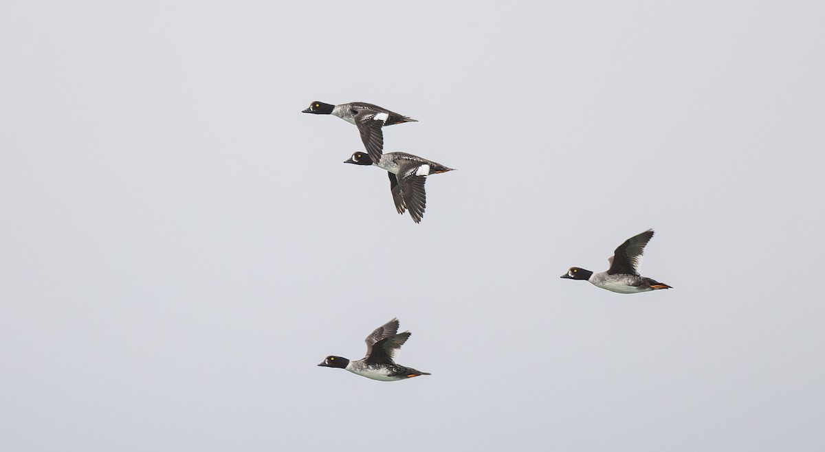 Barrow's Goldeneye - ML639079590