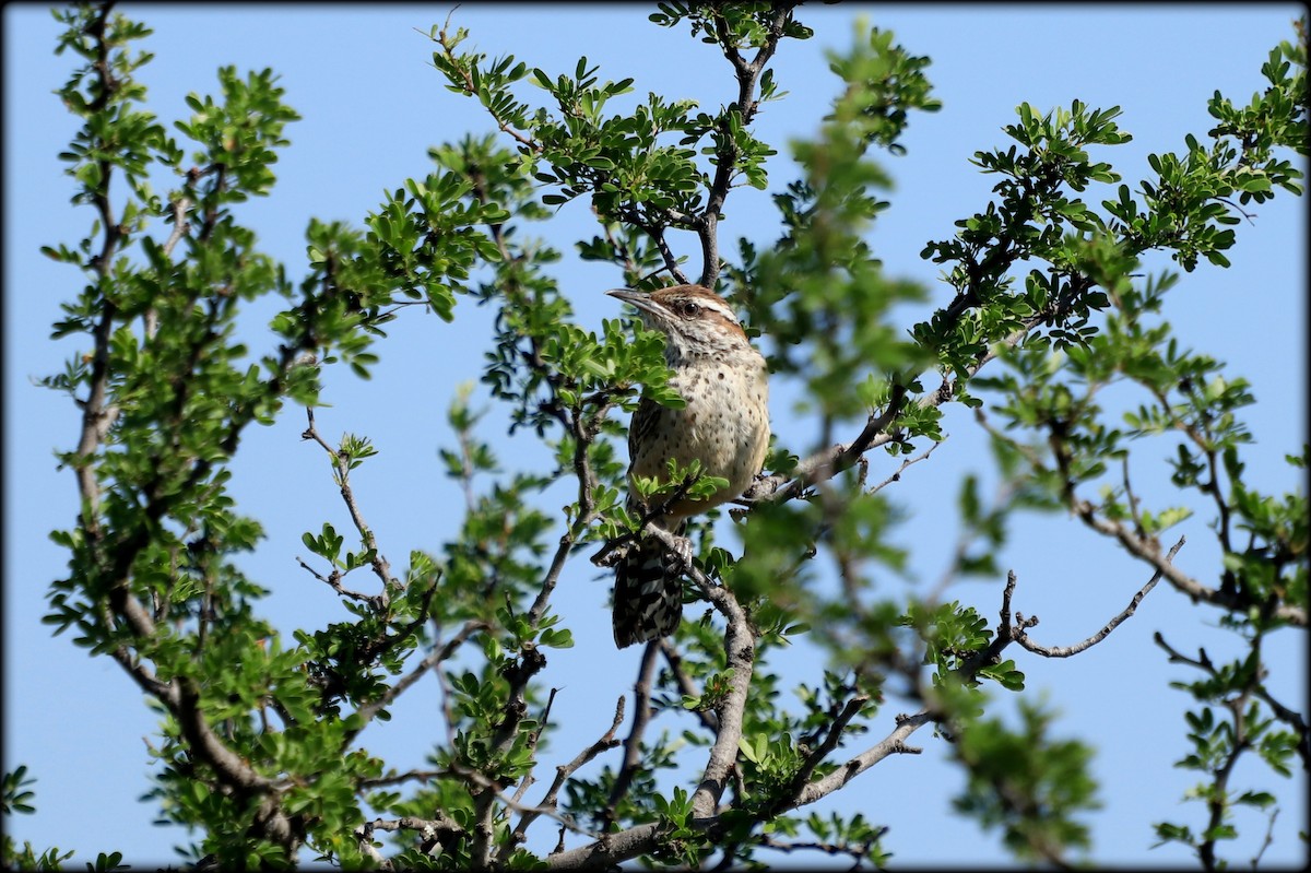 Cactus Wren - ML639079591