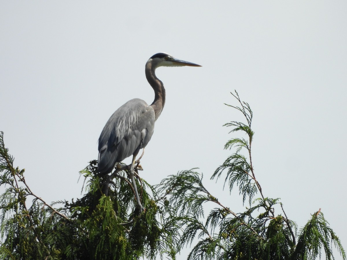 Great Blue Heron - ML639079593