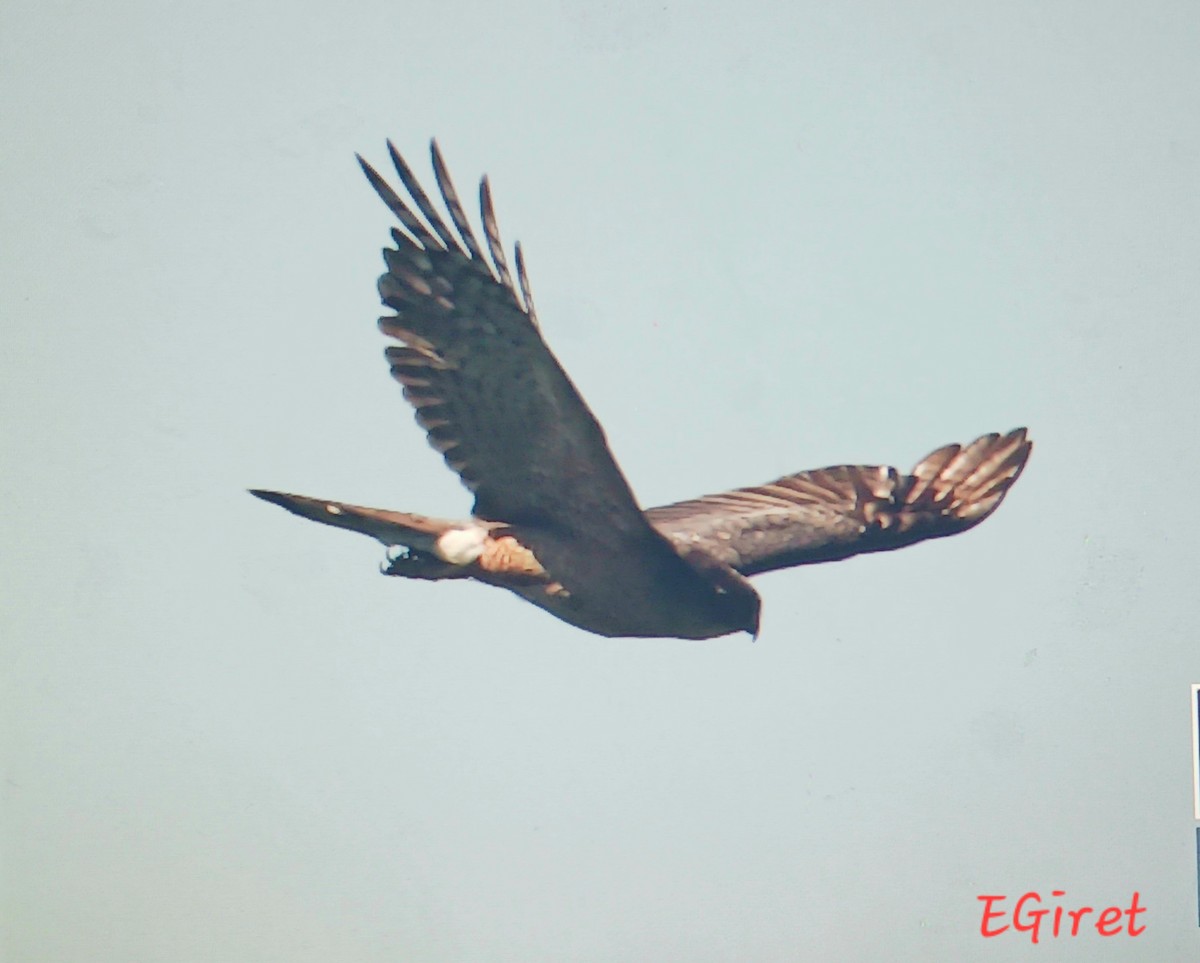 Northern Harrier - ML639079597