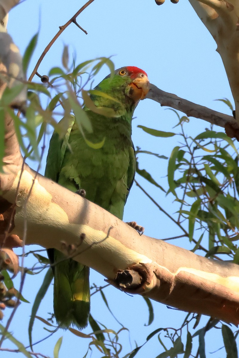 Red-crowned Amazon - ML639079598