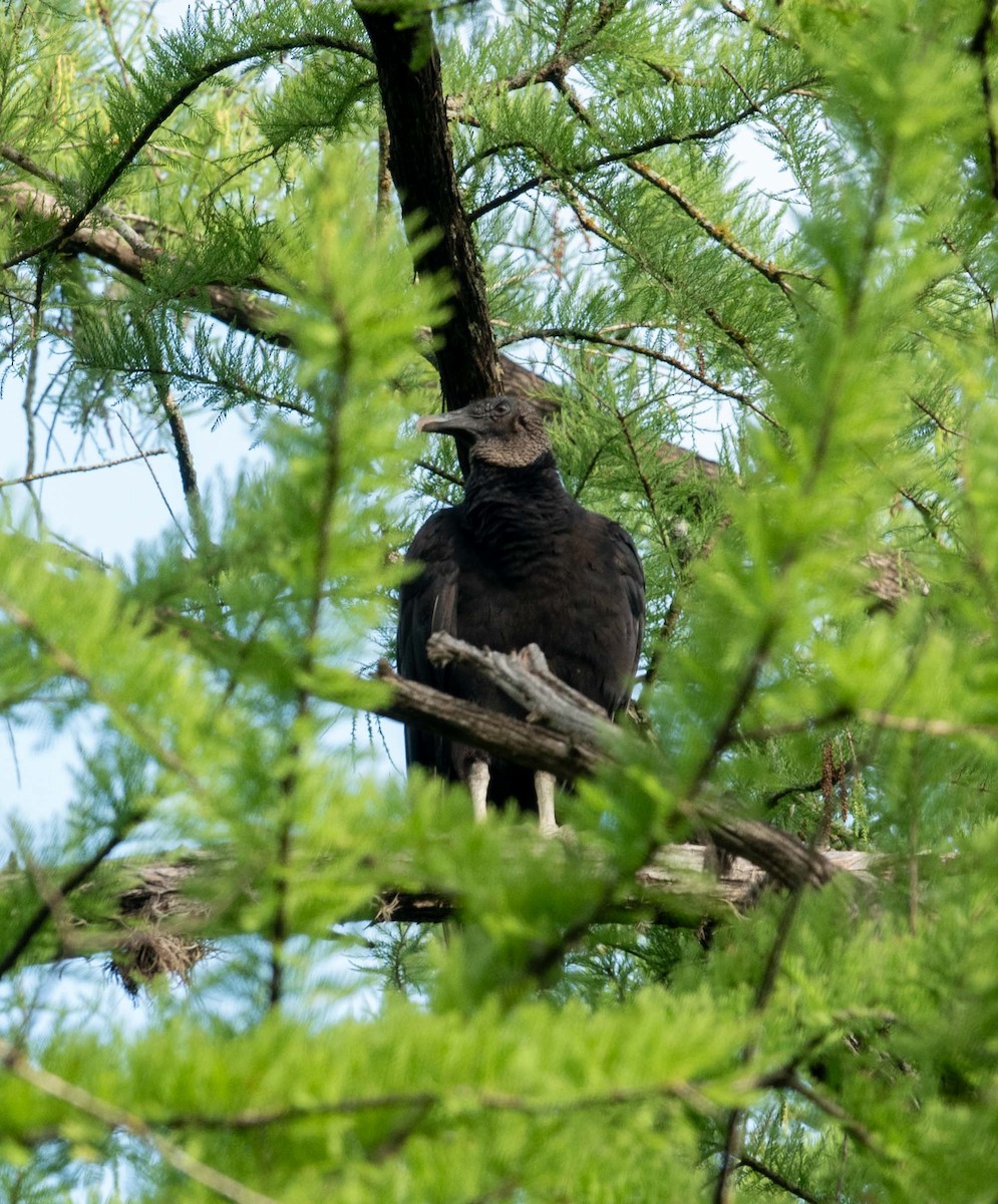Black Vulture - ML639079599