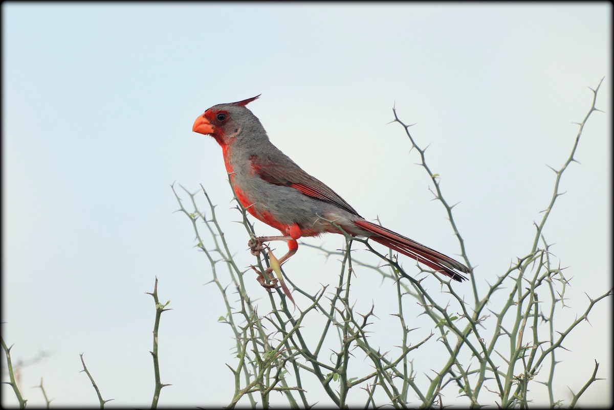 Pyrrhuloxia - ML639079600