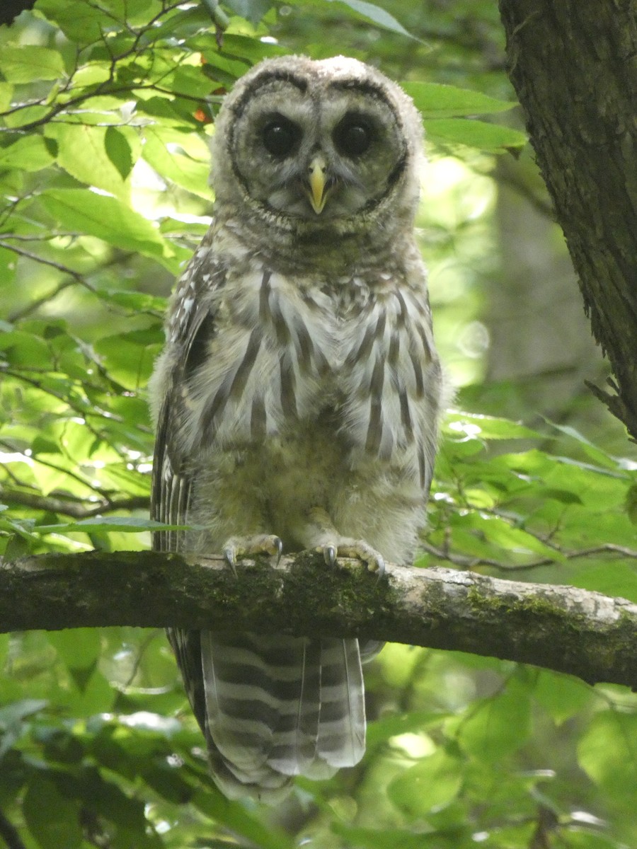 Barred Owl - ML639079604