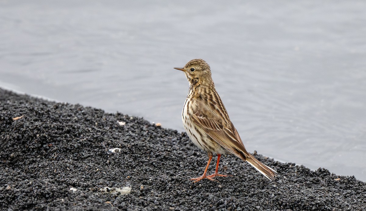 Meadow Pipit - ML639079605