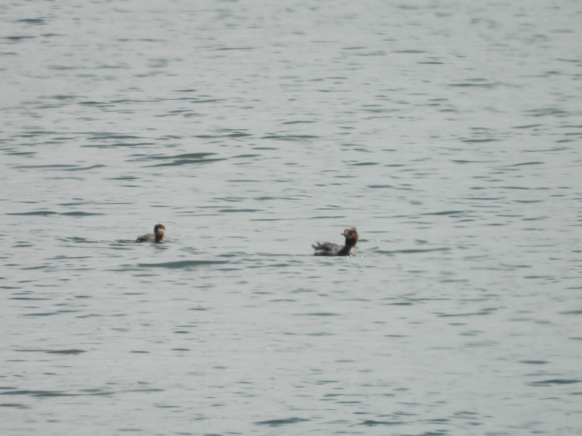 Common Merganser - ML639079607
