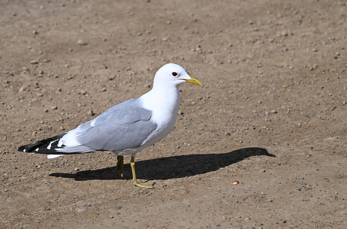 Short-billed Gull - ML639079608