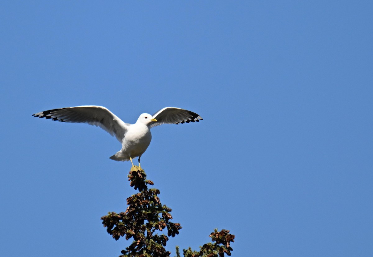Short-billed Gull - ML639079609