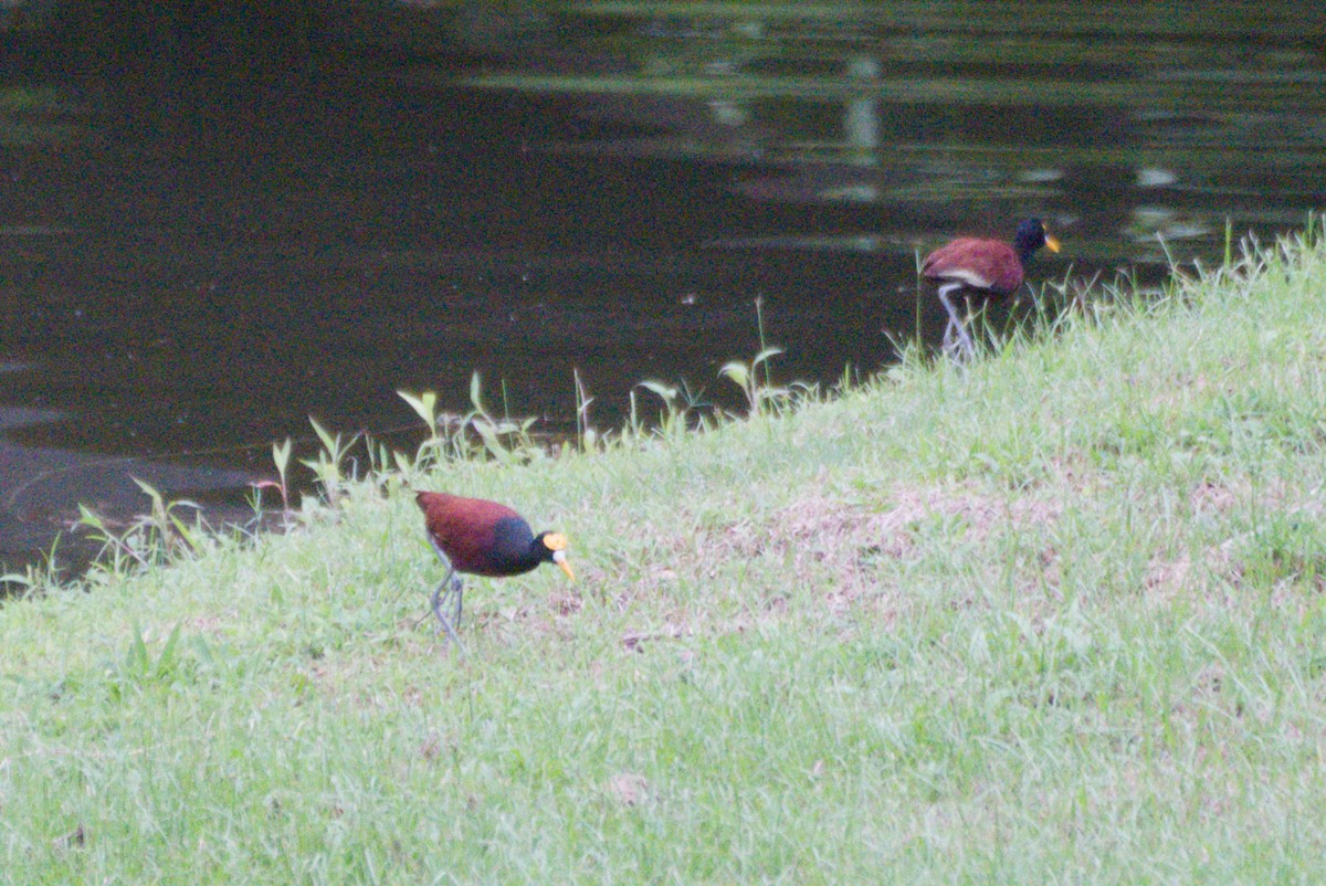 Northern Jacana - ML639079610