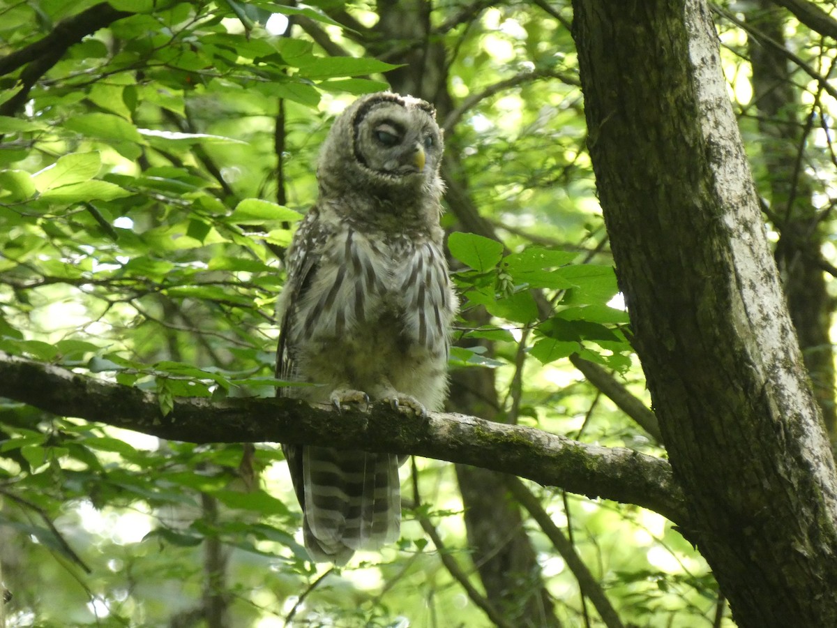 Barred Owl - ML639079611