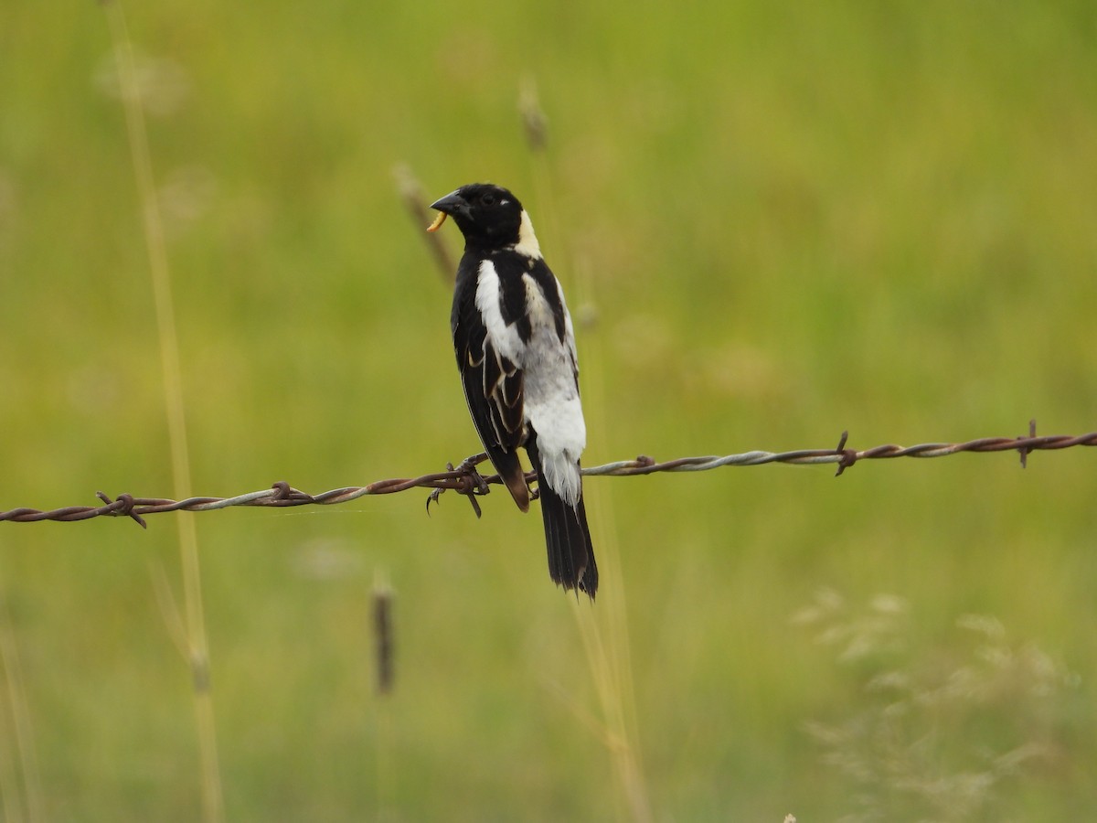 Bobolink - ML639079651