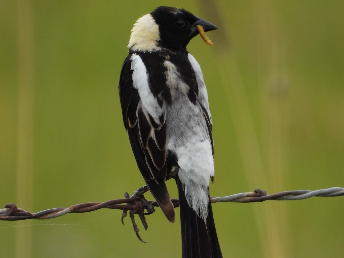 Bobolink - ML639079652
