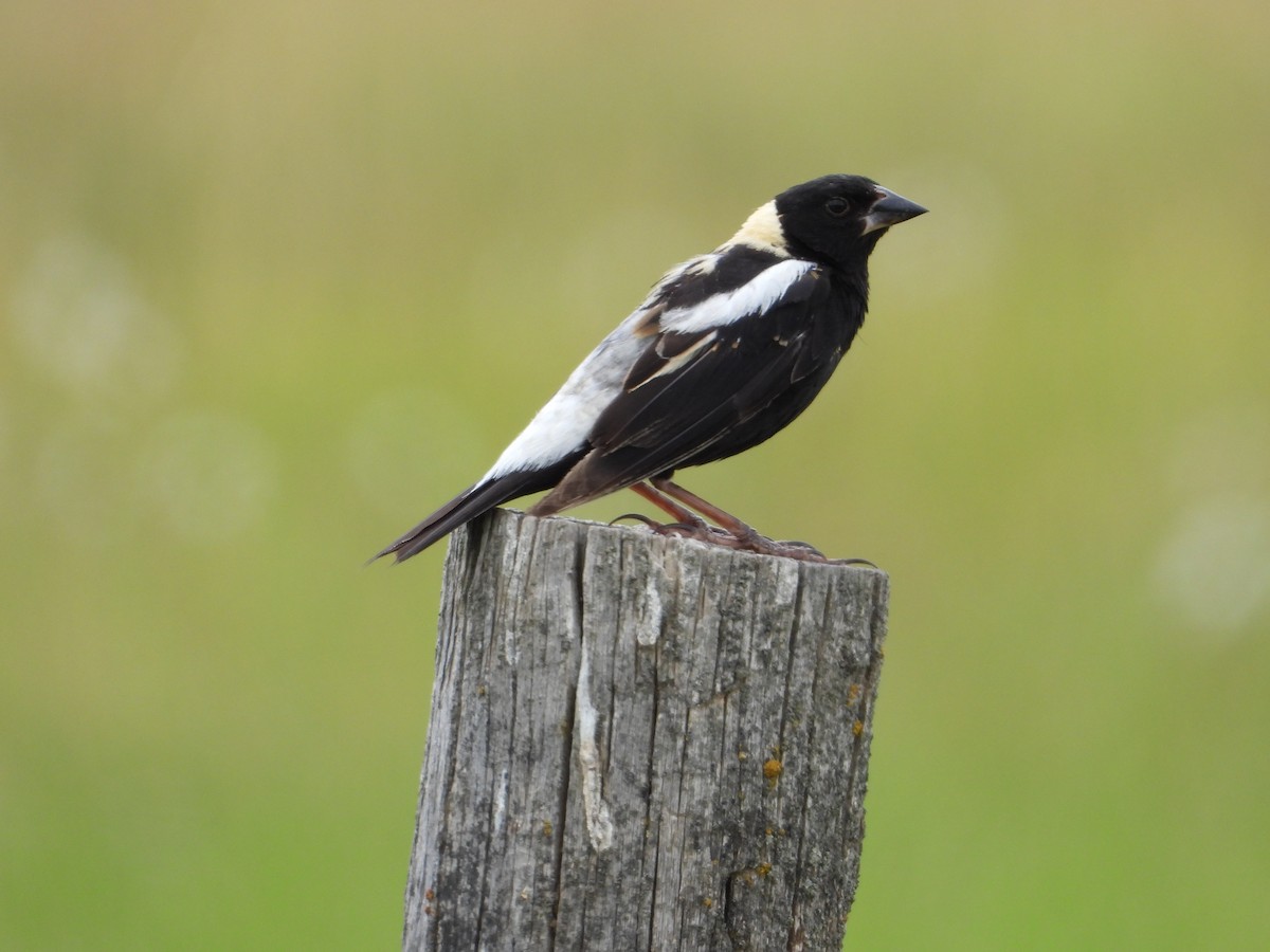 Bobolink - ML639079653