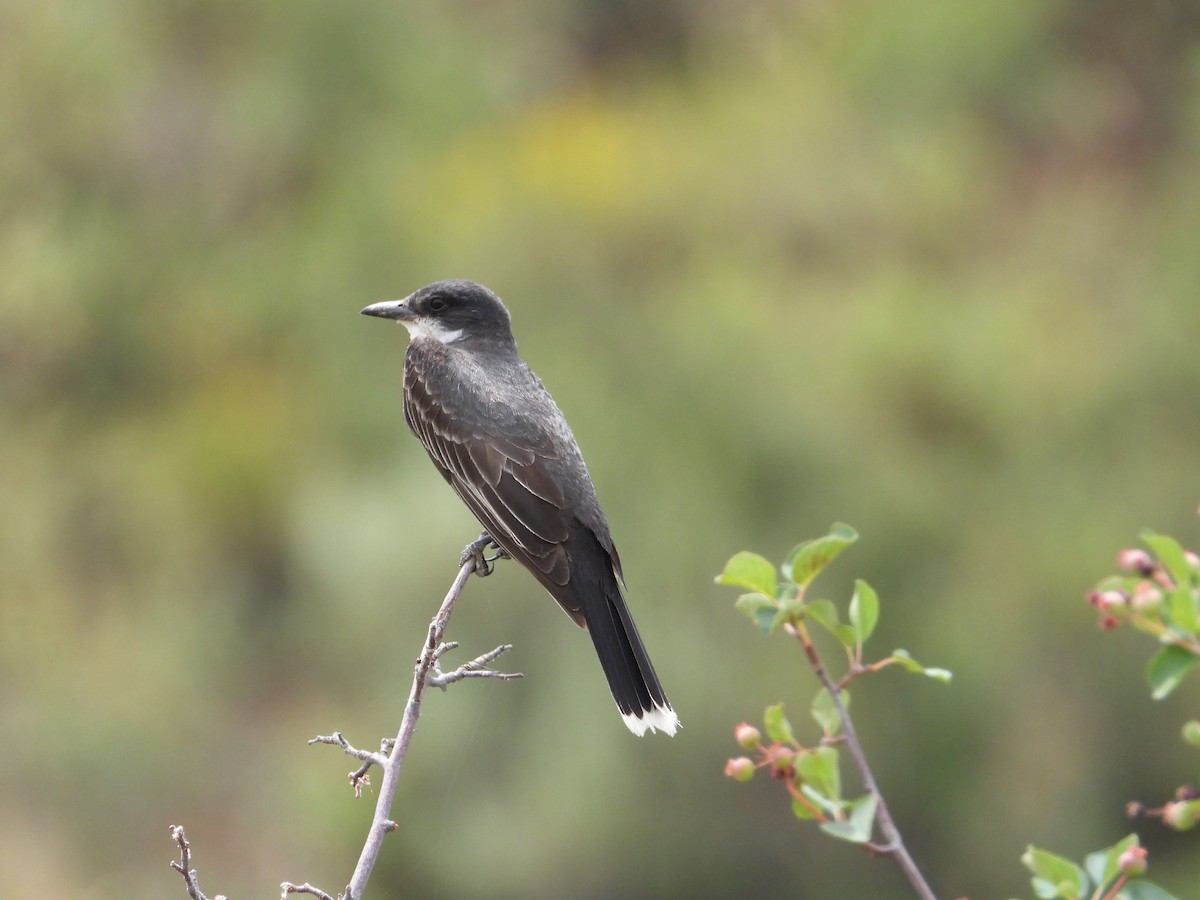 Eastern Kingbird - ML639079663